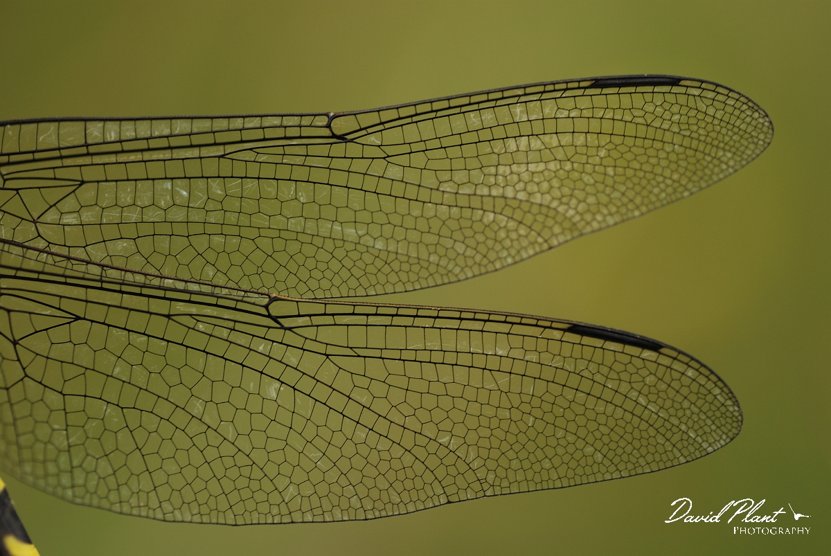 David Plant Photography - Wildlife Photographer - Golden-ringed dragonfly - A.jpg - Golden-ringed dragonfly - Rhondda